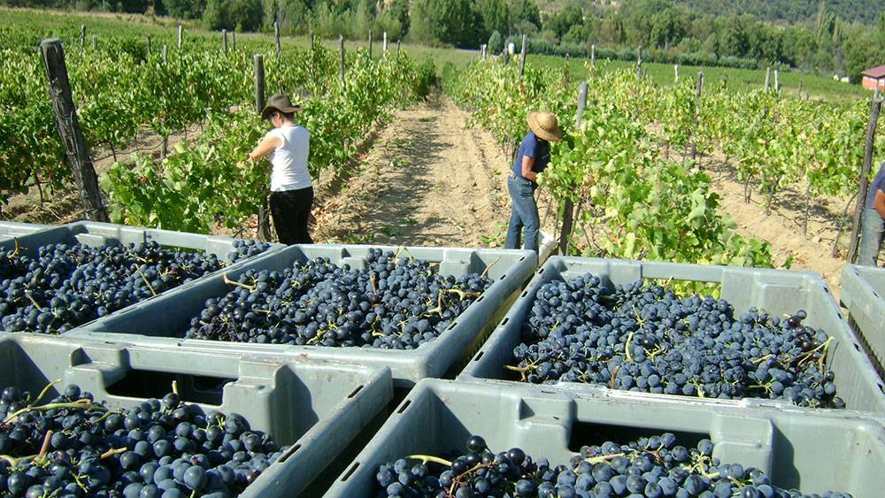 Barricas en la bodega