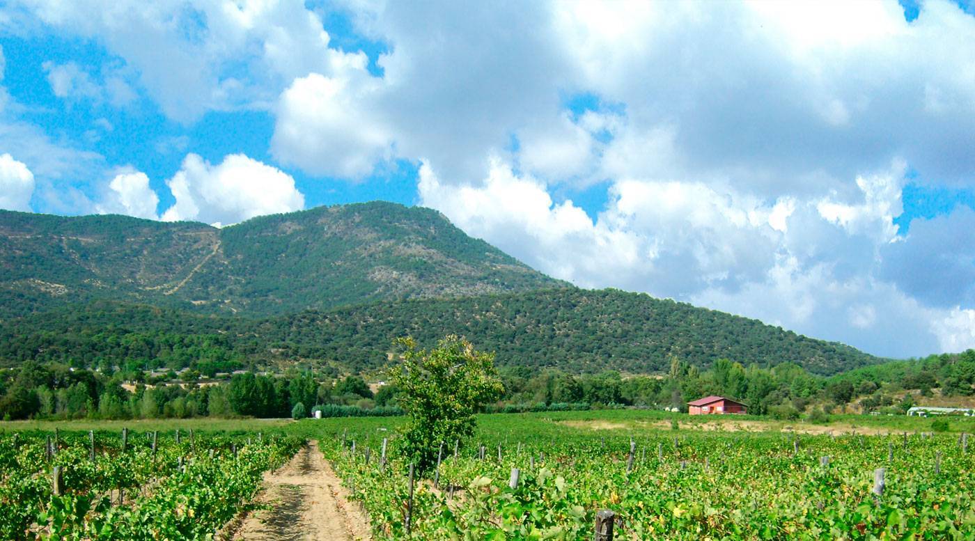 Viñedo de Finca Fuentegalana en la Sierra de Gredos