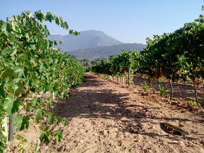 Viñedo